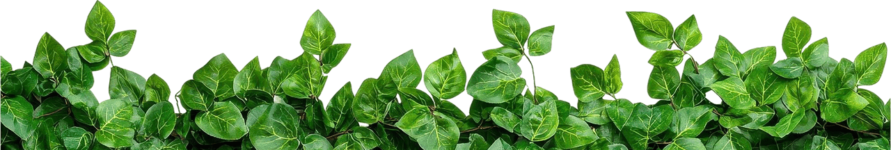 banner-leaves